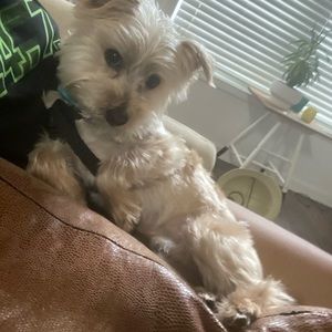 Meet your Posher, Mya